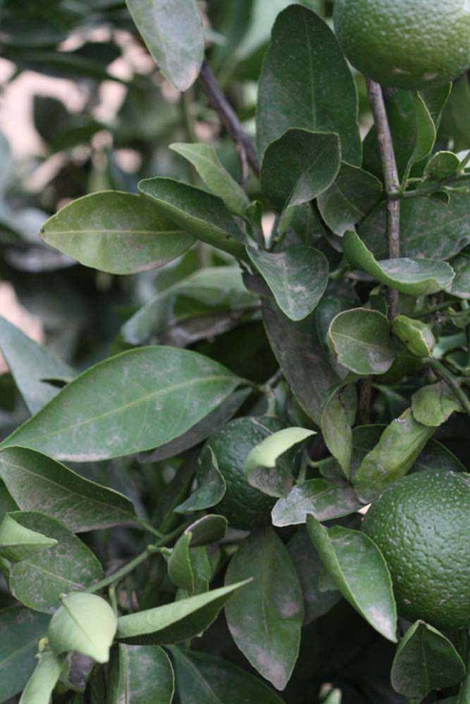              Shade leaves (Riverside, CA)       